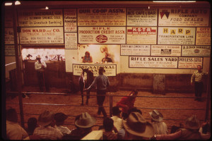 Livestock Auction Held Every Friday at the Rifle Sales-Yard, 10/1972
